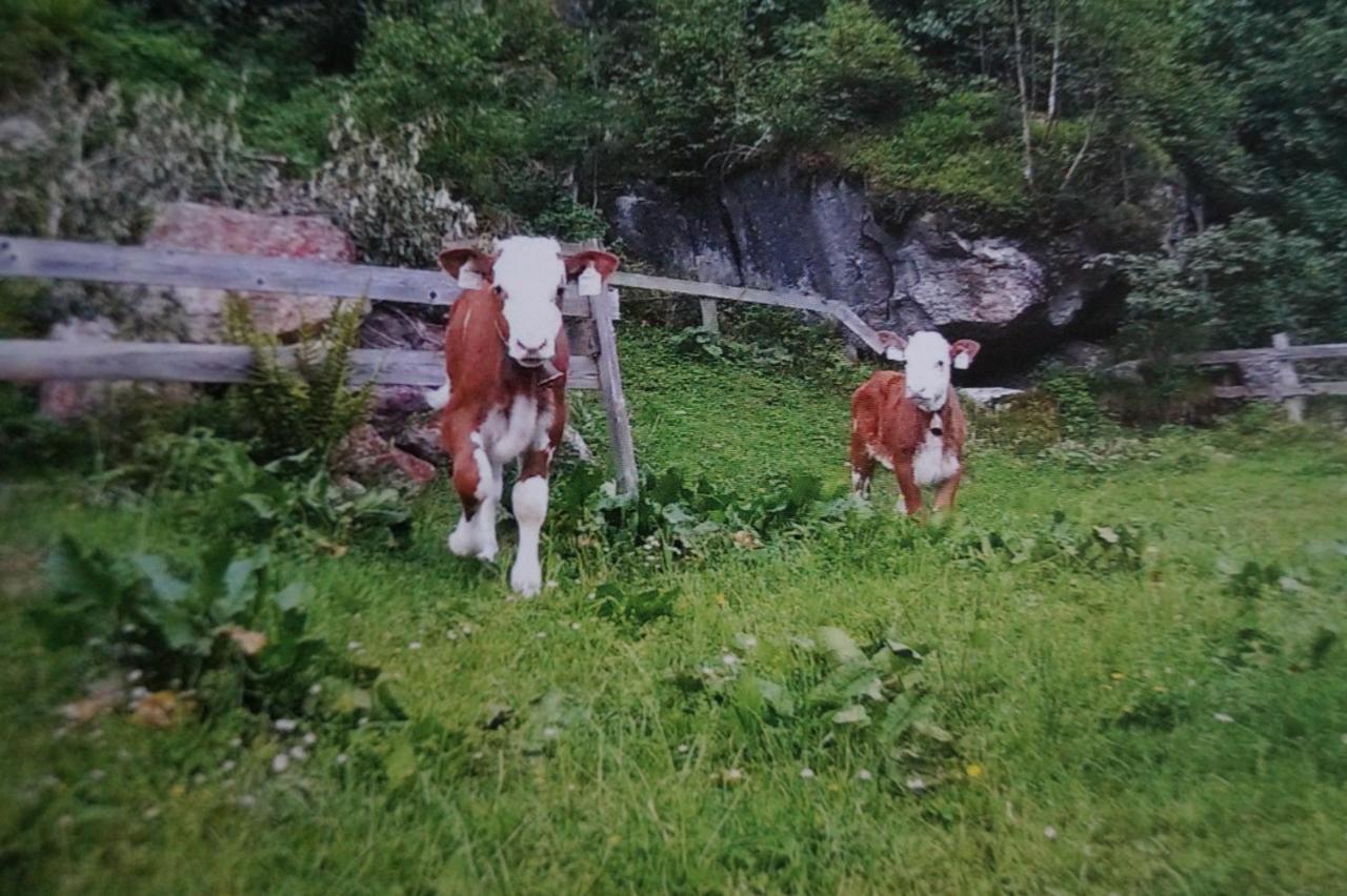 Krandlhof Daire Zell am Ziller Dış mekan fotoğraf